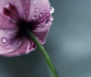 Preview wallpaper flower, drops, stem, petals