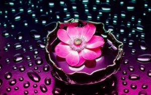 Preview wallpaper flower, drops, water, vase, background