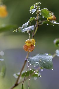 Preview wallpaper flower, drops, water, branch, leaves, macro