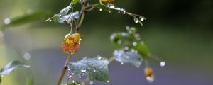 Preview wallpaper flower, drops, water, branch, leaves, macro