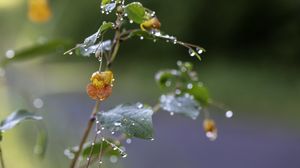 Preview wallpaper flower, drops, water, branch, leaves, macro