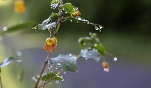 Preview wallpaper flower, drops, water, branch, leaves, macro