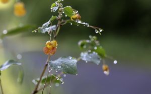 Preview wallpaper flower, drops, water, branch, leaves, macro