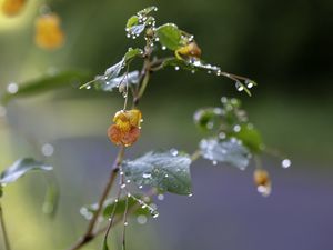 Preview wallpaper flower, drops, water, branch, leaves, macro