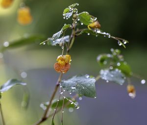 Preview wallpaper flower, drops, water, branch, leaves, macro