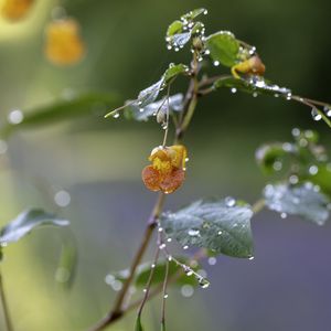 Preview wallpaper flower, drops, water, branch, leaves, macro