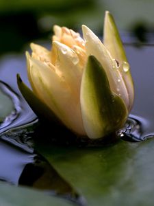 Preview wallpaper flower, drops, water, close-up, bud