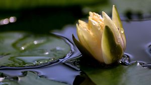 Preview wallpaper flower, drops, water, close-up, bud