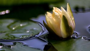 Preview wallpaper flower, drops, water, close-up, bud