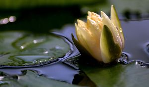 Preview wallpaper flower, drops, water, close-up, bud