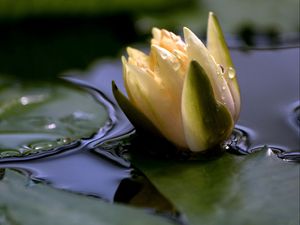 Preview wallpaper flower, drops, water, close-up, bud