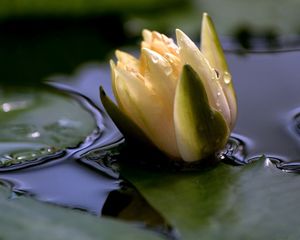 Preview wallpaper flower, drops, water, close-up, bud