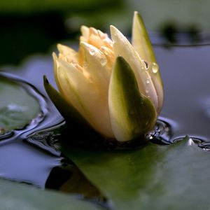 Preview wallpaper flower, drops, water, close-up, bud