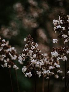 Preview wallpaper flower, dry, petals, blur