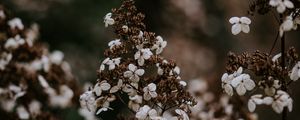 Preview wallpaper flower, dry, petals, blur