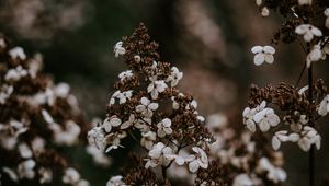 Preview wallpaper flower, dry, petals, blur