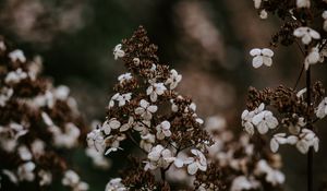 Preview wallpaper flower, dry, petals, blur