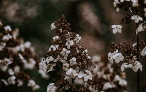 Preview wallpaper flower, dry, petals, blur