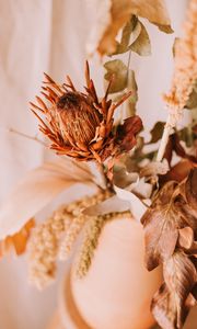 Preview wallpaper flower, dry, plant, close-up