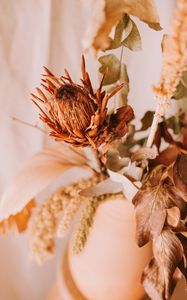 Preview wallpaper flower, dry, plant, close-up
