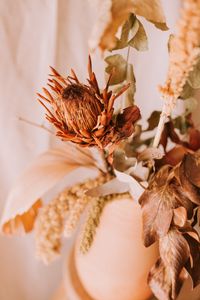 Preview wallpaper flower, dry, plant, close-up
