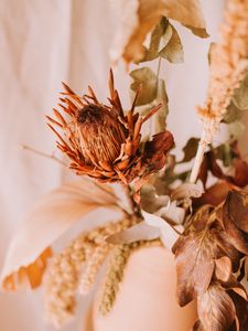 Preview wallpaper flower, dry, plant, close-up