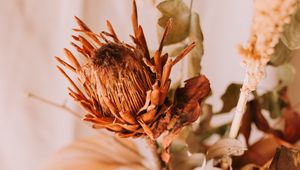 Preview wallpaper flower, dry, plant, close-up