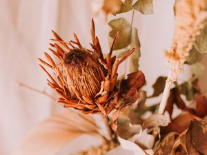 Preview wallpaper flower, dry, plant, close-up