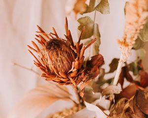 Preview wallpaper flower, dry, plant, close-up