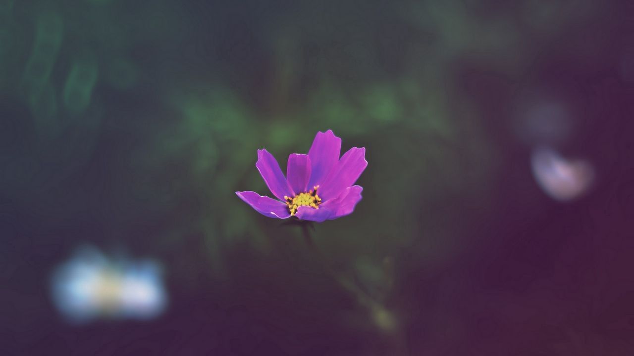 Wallpaper flower, field, glare, grass, petals
