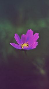 Preview wallpaper flower, field, glare, grass, petals