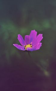 Preview wallpaper flower, field, glare, grass, petals