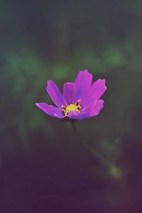 Preview wallpaper flower, field, glare, grass, petals