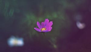 Preview wallpaper flower, field, glare, grass, petals