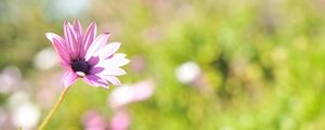 Preview wallpaper flower, field, grass, glare, sunlight