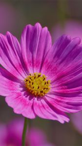 Preview wallpaper flower, field, plant, petals