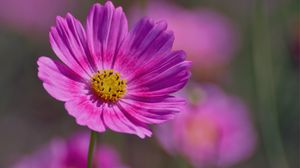 Preview wallpaper flower, field, plant, petals