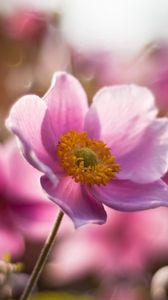 Preview wallpaper flower, field, stem