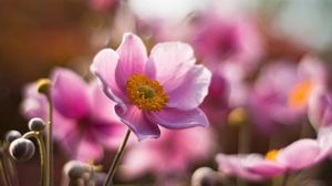 Preview wallpaper flower, field, stem