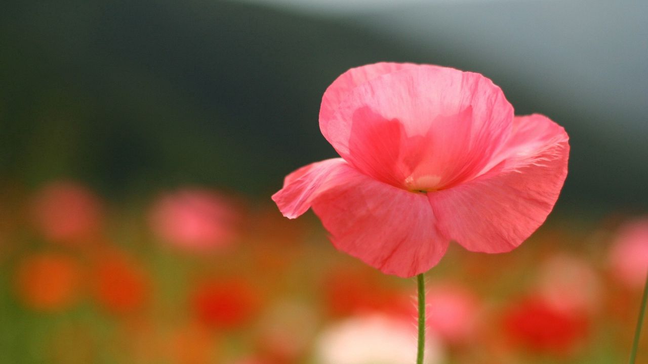 Wallpaper flower, field, stem