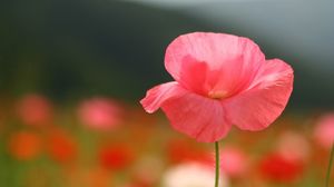 Preview wallpaper flower, field, stem