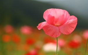 Preview wallpaper flower, field, stem