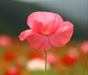 Preview wallpaper flower, field, stem