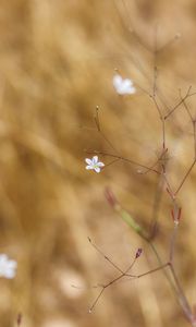Preview wallpaper flower, flowering, branches, macro