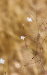 Preview wallpaper flower, flowering, branches, macro
