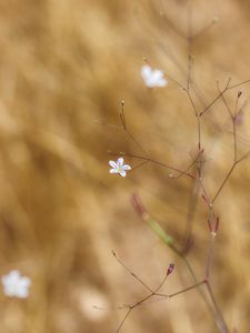 Preview wallpaper flower, flowering, branches, macro