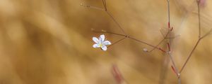Preview wallpaper flower, flowering, branches, macro