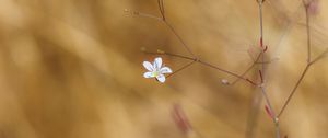 Preview wallpaper flower, flowering, branches, macro