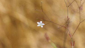 Preview wallpaper flower, flowering, branches, macro