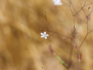 Preview wallpaper flower, flowering, branches, macro